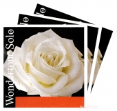 【WondertoneSolo】ワンダートーン ソロ バイオリン弦 2A,3D,4G セット(3営業日以内での発送)